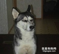哈士奇能吃生肉嗎？