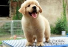如何訓練金毛大小便？