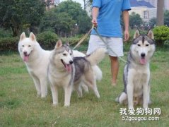 知道哈士奇有幾種顏色嗎？