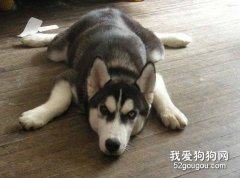 哈士奇拉稀吃什么藥？