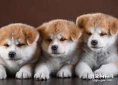 怎樣挑選到好的秋田犬
