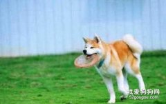 秋田犬聰明嗎？