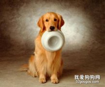 什么時候最適合訓練金毛？