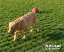 金毛狗怎么訓練？