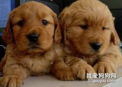 如何挑選金毛幼犬？