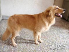 養金毛之前應該考慮的事情