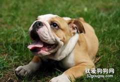 讓沙皮犬學會拒絕陌生人的食物