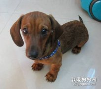 臘腸犬嘔吐的幾種原因分析