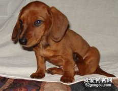 臘腸犬容易患的疾病