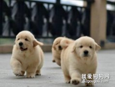 最正確的金毛犬飼養方法