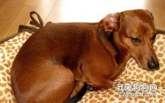 臘腸犬病后恢復期的護理工作
