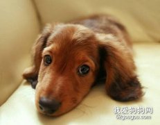 臘腸犬生病的治療誤區