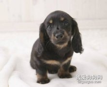 臘腸犬維生素缺乏會怎么樣？