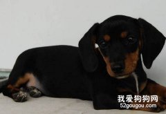 破解臘腸犬厭食的原因