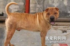 改正沙皮狗的攻擊行為