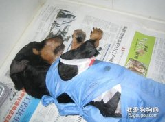 臘腸犬被灼燒后的急救措施