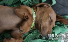 怎么識別您的臘腸犬是否感冒？