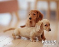 臘腸犬比較容易得的寄生蟲病