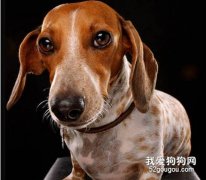 臘腸犬常見的皮膚疾病有哪些？
