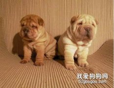 怎樣訓練沙皮狗在固定地點大小便？