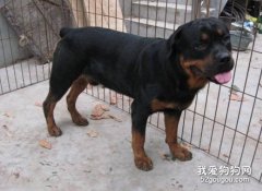 如何讓羅威納犬愛上剪指甲？