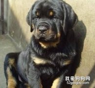 羅威納毛發護理要點