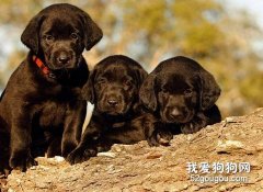 如何飼養拉布拉多？