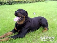 羅威納犬好養嗎？