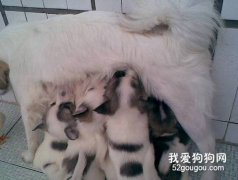 哺乳期蝴蝶犬幼犬的飼養