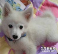 銀狐犬如何飼養？