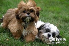 西施犬怎么養？