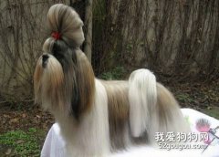 西施犬的日常養護