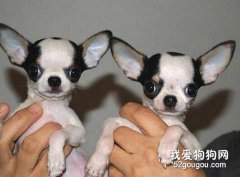 吉娃娃好養嗎？