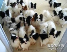 怎樣提高蝴蝶犬的繁殖能力？