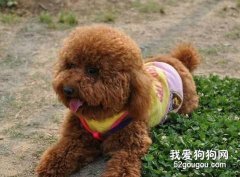 如何治療泰迪犬的皮膚病？