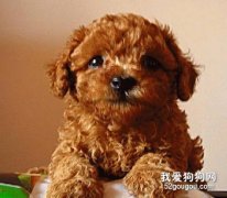 如何增強泰迪犬體質？