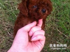 泰迪犬的口腔護理技巧