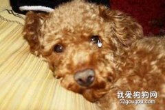泰迪狗狗嘔吐腹瀉的診斷治療