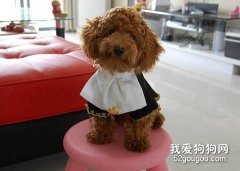 樓房里適合養泰迪狗嗎？