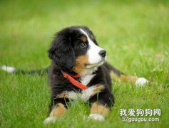 伯恩山犬好養嗎？
