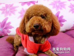 泰迪犬感冒的癥狀與治療方法