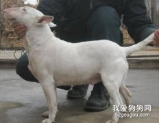 牛頭梗懷孕的癥狀