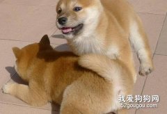 如何喂養斷奶后的秋田犬？