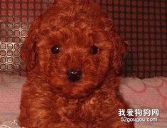 如何防治泰迪犬“放屁”次數多？