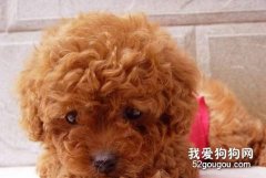 如何看待泰迪犬腹瀉？