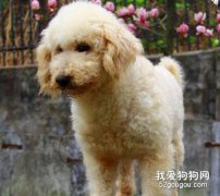 泰迪犬毛色為什么會褪色？