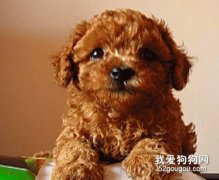 冬天如何預防泰迪犬感冒？