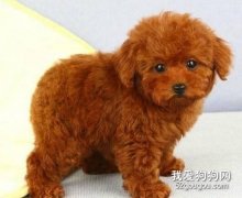 如何照顧剛到新環境的泰迪犬？