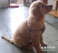 3個月大金毛的健康護理