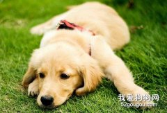 如何護理金毛的毛發？